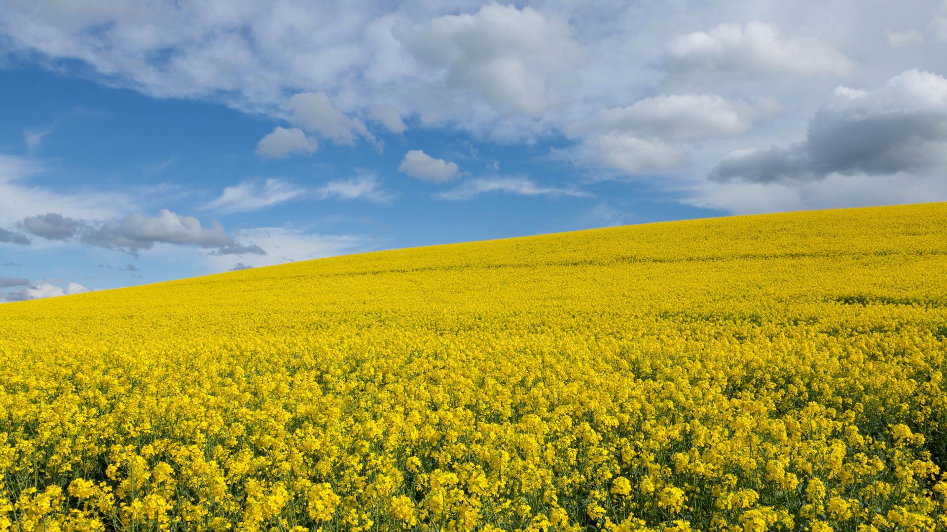 Large canola field with a blue partially cloudy sky above