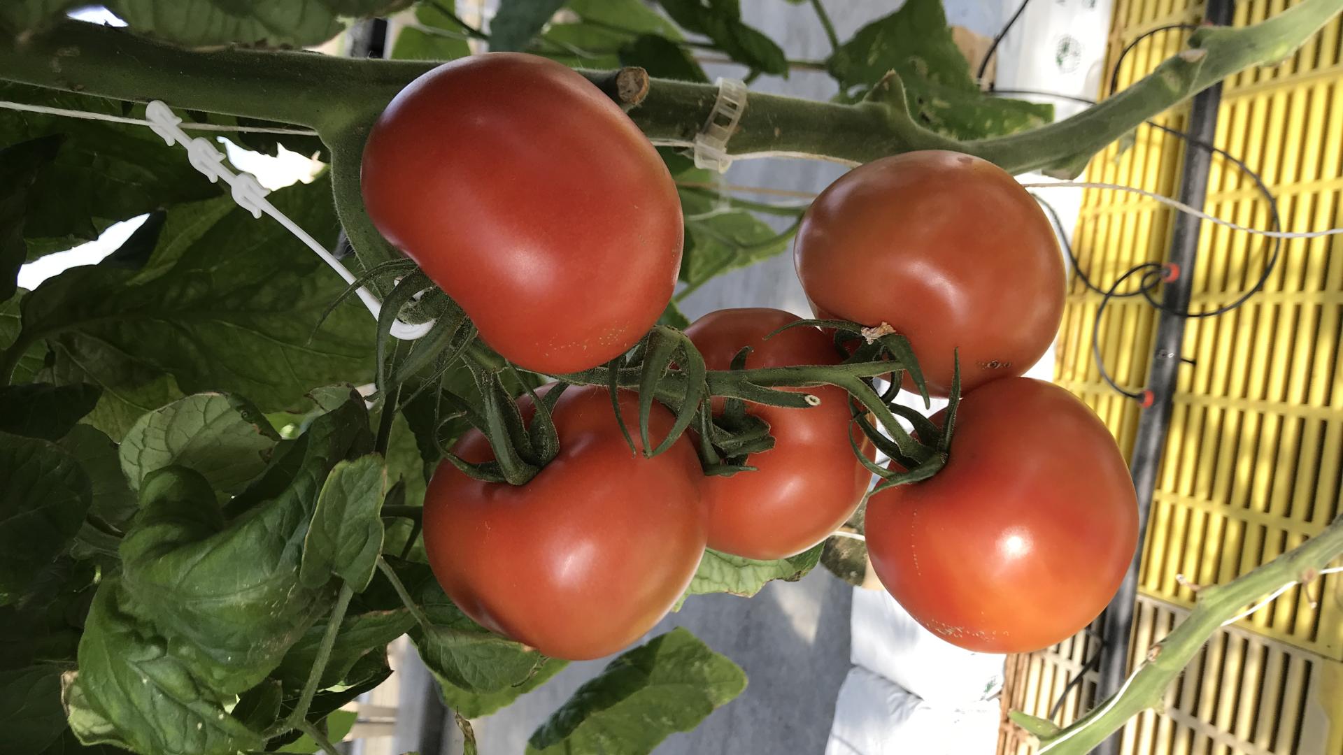 tomatoes from Veteran Colony 