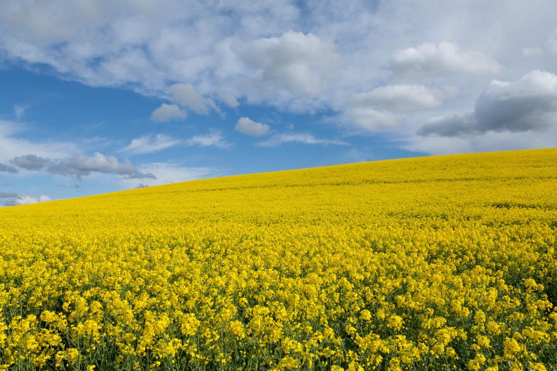 Large canola field with a blue partially cloudy sky above